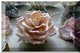 Large Peach Rose.jpg
