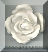 Click to return to Large White Rose