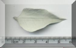 Click to return to Leaf