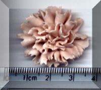 Click to return to Pink Carnation