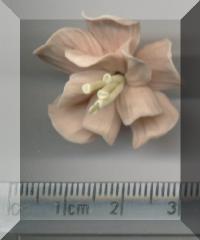 Click to return to Pink Carnation