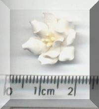 Return to White Flower Yellow Stamens 2. Pg 7