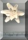 Elegant Flower.jpg