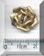 Gold Rose.jpg