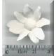 Large Daisy.jpg
