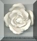 Large White Rose.jpg