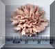Pink Carnation.jpg