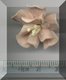 Pink Flower Yellow Stamen.jpg
