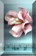Pink Flower Yellow Stamens 2.jpg