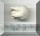 Pink Rosebud.jpg