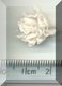 Small White Carnation.jpg