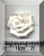 Small White Rose.jpg