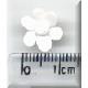 Small Daisy.jpg