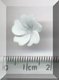 Tiny Baby Blue Flower.jpg