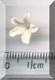 Tiny Peach Flower 1.jpg