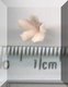 Tiny Pink Blossom.jpg
