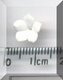 Tiny White Flower 3.jpg