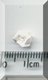 Tiny White Flower 1.jpg