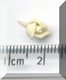 Tiny Yellow Rosebud.jpg