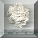 White Carnation.jpg