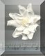 White Daisy Type Flower Large.jpg