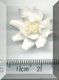 White Daisy Type Flower Med.jpg