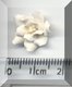 White Flower Yellow Stamens.jpg