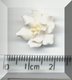 White Flower Yellow Stamens 2.jpg