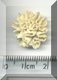 Yellow Carnation.jpg